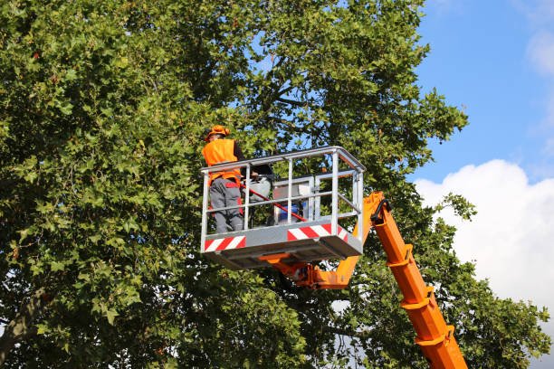 Emergency Storm Tree Removal in Hayfield, VA